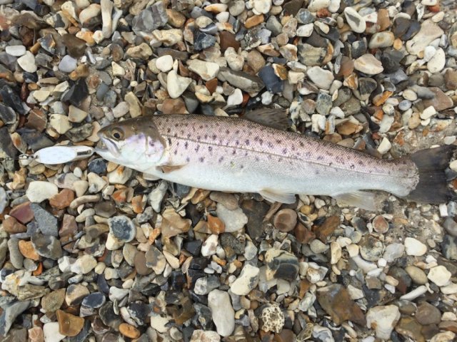 Sea Trout - Mark Gordon