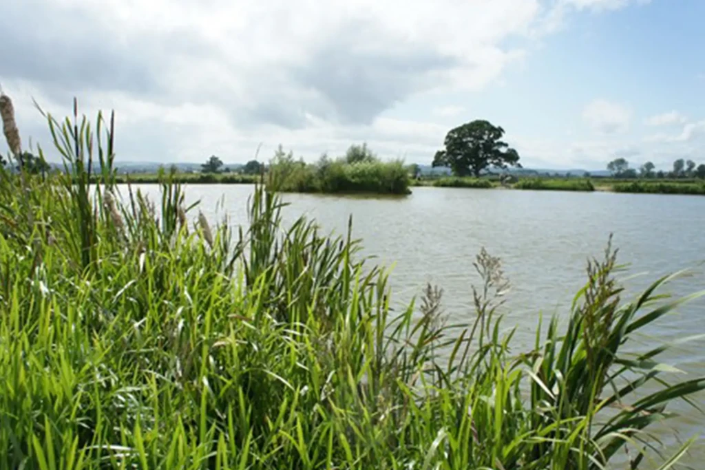 Coking farm fishery 5