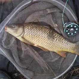 Cranborne lake 15th january 2014